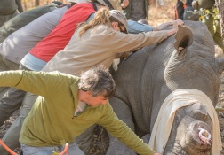 Shifting a rhino's position